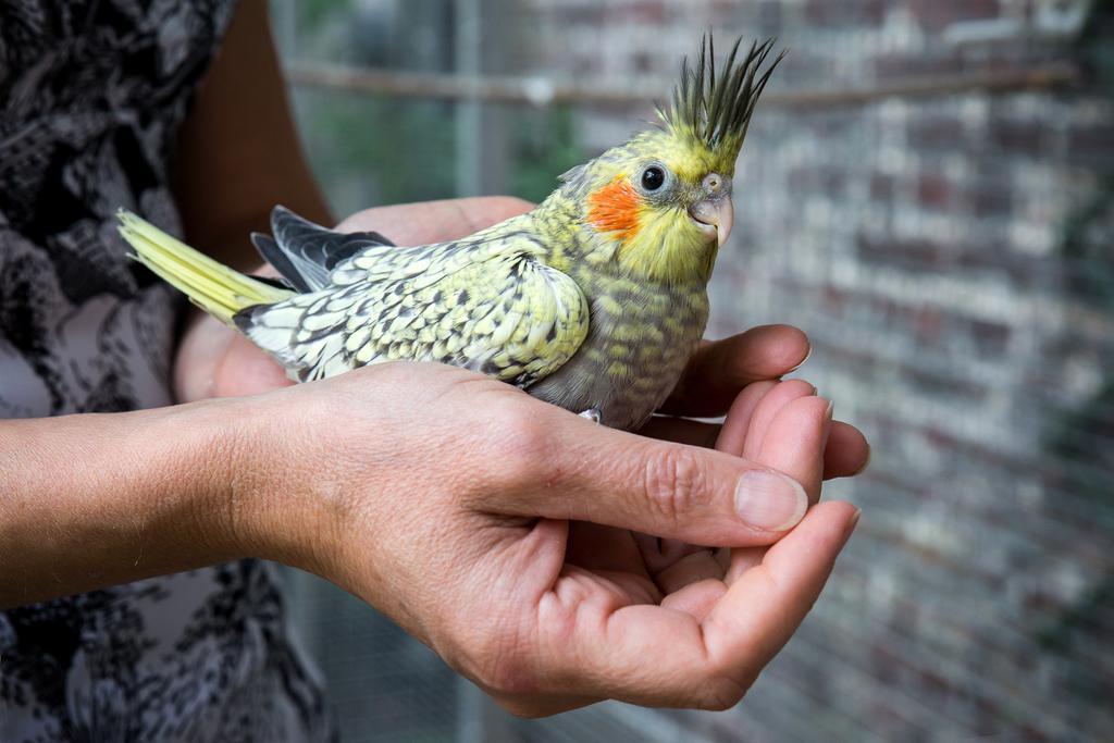 Chambres D'Hotes- Lille Aux Oiseaux ภายนอก รูปภาพ